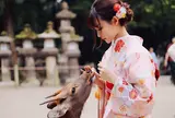 レンタル着物 奈良公園 /奈良富士きもの