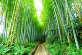 佐倉サムライの古径 ひよどり坂