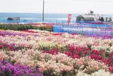 白間津花畑