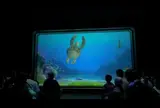 タートル・トーク (Turtle Talk)