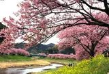 みなみの桜と菜の花まつり