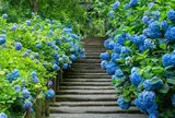 明月院（あじさい寺）