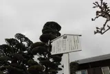 浜西のヒメコマツ