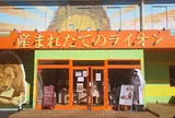 産まれたてのライオン