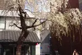 日本橋交番前の枝垂桜