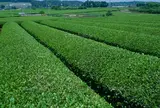 6月　入間の茶畑　茶摘み体験