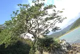 石抱きガジュマル