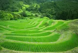 大山千枚田