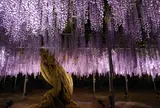 あしかがフラワーパーク