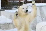 円山動物園