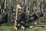 富士サファリパーク