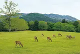 春日大社境内 飛火野