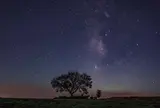 前原の一本桜
