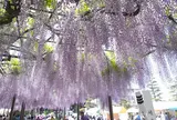 竹鼻ふじまつり