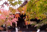 勝林寺（期間限定公開）