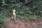 はにわロード