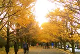 国営昭和記念公園