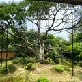 宝泉院の写真_365526
