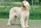 イタリアン・スピノーネ【イタリア】
