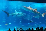 沖縄美ら海水族館