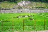 平田地区の田んぼアート（いっちゃんおっちゃんの蓮池）