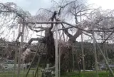 畑のしだれ桜～都しだれ～
