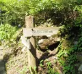 ２１世紀の森の写真_87477