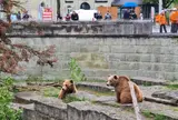 クマ公園 (Bären Park)
