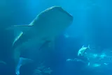 海遊館
