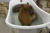 アニタッチみなとみらい