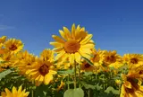 11月 寒川 冬のひまわり