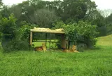 ライオンセクション