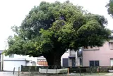 川俣神社のスダジイ