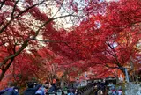 大山寺紅葉