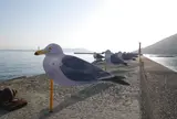 カモメの駐車場