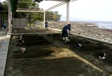 別府海浜砂湯