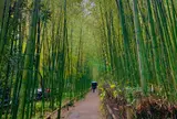 竹林の小径