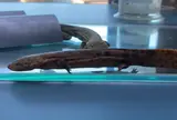 瑞穂ハンザケ自然館