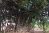 名護 ひんぷんガジュマル