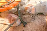 月うさぎの里
