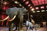Muséum national d'Histoire naturelle（国立自然史博物館）