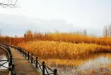 崇明西沙国家湿地公园 (Xi Sha Guo Jia Shi Di Gong Yuan)