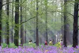 東平国家森林公園