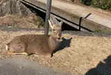宮島（厳島）