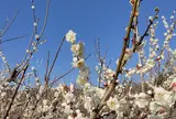 曽我別所梅林