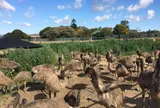 エミューヘブン Emu Heaven