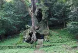 武雄の大楠