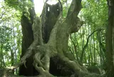 塚崎の大楠