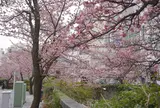 熱海桜