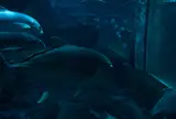 伊勢シーパラダイス